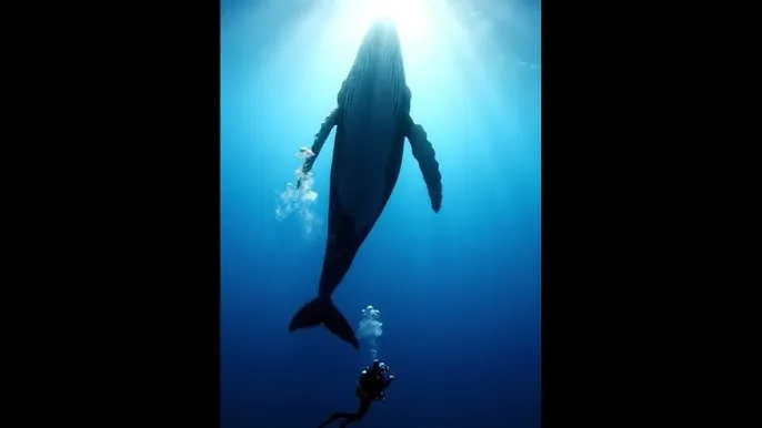 爷们儿电视剧全集45集免费 - 深蓝星球：探索海洋深处的未知世界